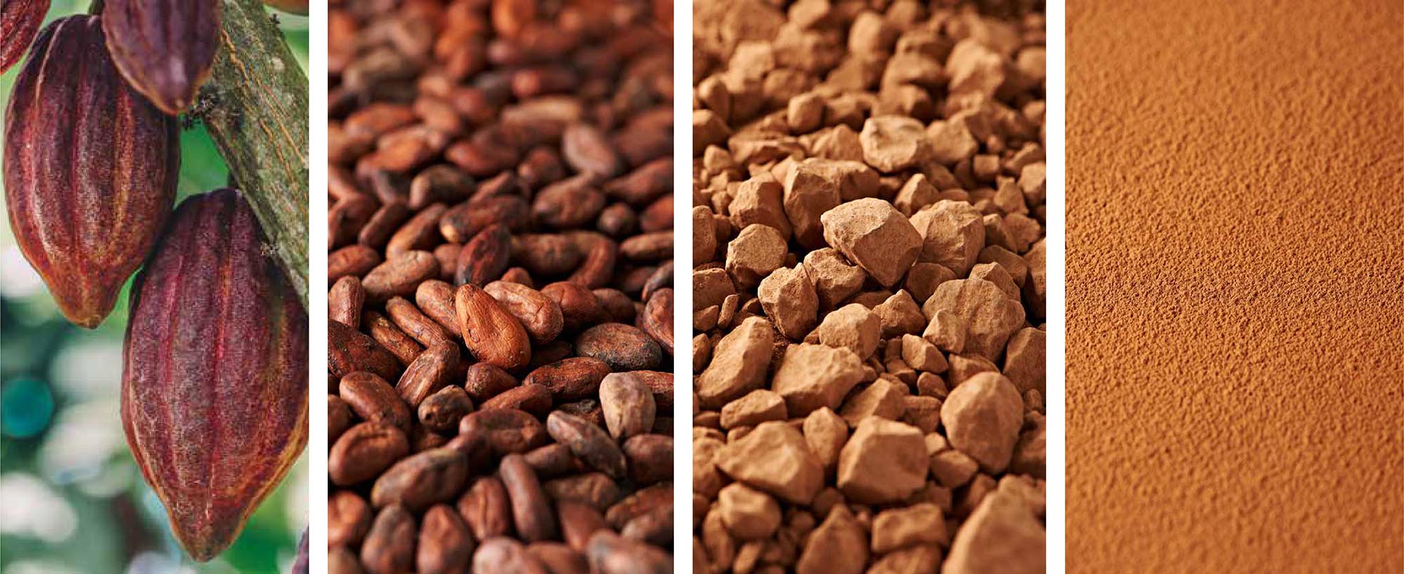 el proceso del cacao al chocolate