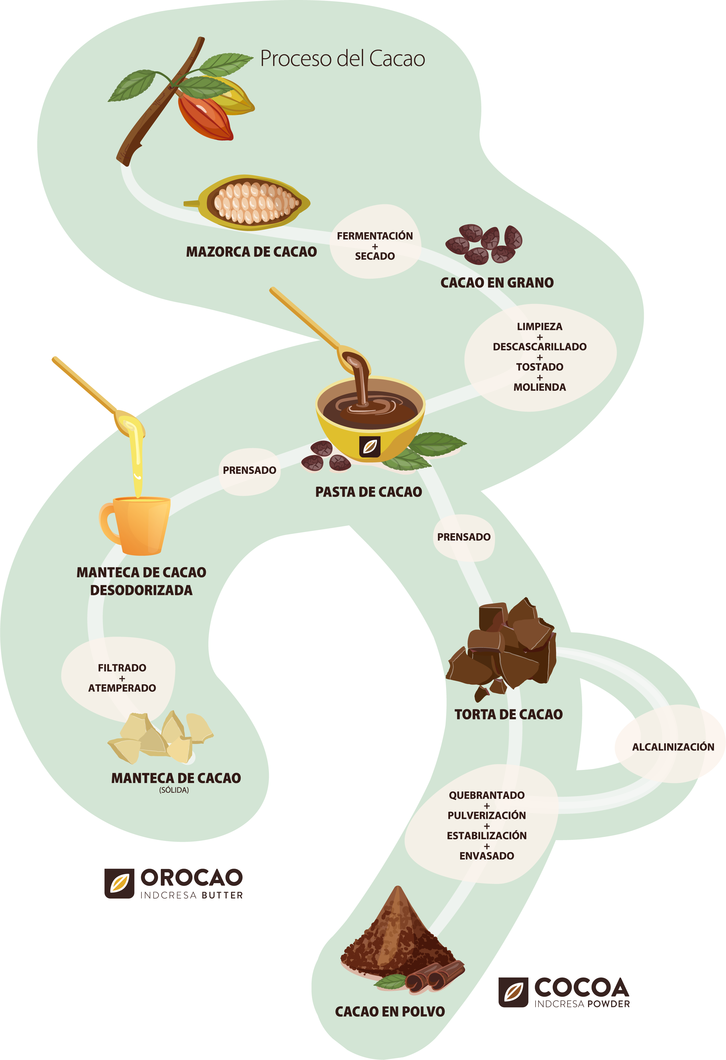 el proceso del cacao paso a paso