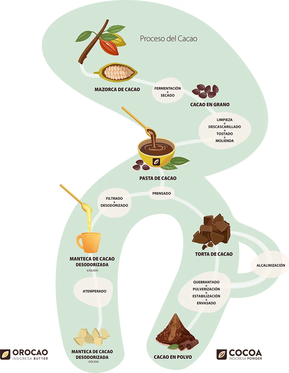 El proceso del cacao